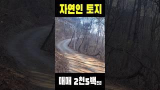 산속 초보 자연인 입문용 토지 #자연인땅