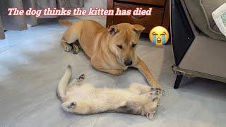 Dog suspects kitten is dead,very sad!Dog falls in love with kitten.Cute animal videos.Funny animals