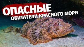 ️ Самые опасные морские обитатели Красного моря  Египет 2022