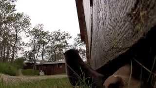 The Great Otter Cam Robbery! Brooks Lodge in Katmai National Park, Alaska