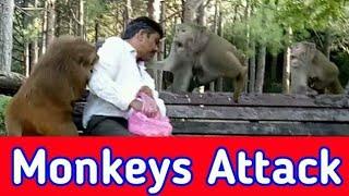 Monkey Attack Man || monkey video || monkey fight