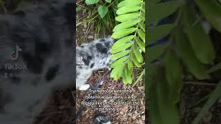 I Tried To Take My Australian Shepherd Puppy For A Walk But He Didn't Want To Leave The Parking Lot!