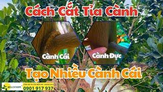 Hướng Dẫn Cắt Tỉa Cành Tạo Tán Tạo Nhiêu cành cái