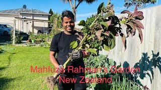 Vegetables harvesting/ ডাটা শাক/ Mahfuza Rahman’s Garden In New Zealand