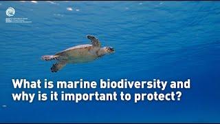 What is marine biodiversity, and why is it important to protect?