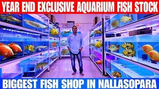 Huge 2.5 Feet Silver Arowana | African Pike Cichlid | Butterkoferi | At Chaitanya Aqua Nallasopara