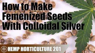 Making Femenized Hemp Seeds With Colloidal Silver