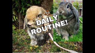 CLEANING ROUTINE WITH FREE ROAM RABBITS | Yesli Frias