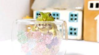 【c126】The frog that turns into sugar plum is too cute【Chaco horned frog】