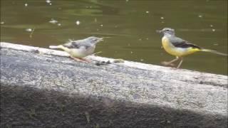 Grey Wagtail (Motacilla cinerea).