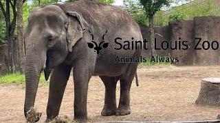 Saint Louis Zoo Tour & Review with The Legend