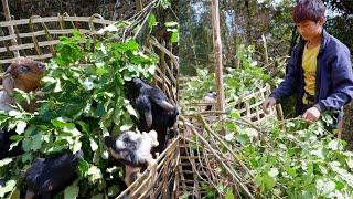 I am feeding my goat II Cutting grass for goat in the Jungle@pastorallifeofnepal