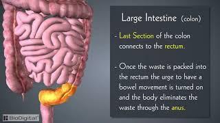 Introduction to the Digestive System in 6 Minutes!