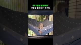 틈새 공략 좋아하는 어미쥐