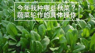 【我的有机小菜园】今年我种哪些秋菜？蔬菜轮作的具体操作