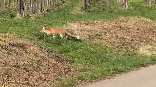 Ein Fuchs im Weinberg