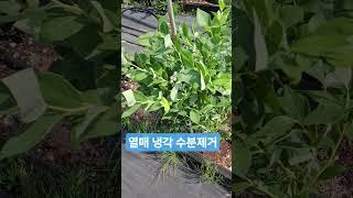 열매 냉각, 수분 제거 필요성 20250618) 열매 온도 낮추고, 비가 올 경우 수분 제거 후 저장해야 진무름 최소화 가능. #blueberry #블루베리수확