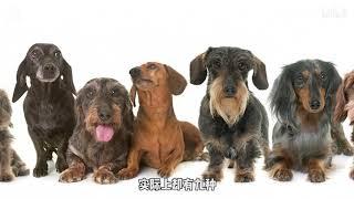 德国人有多爱香肠？爱到满大街都是腊肠犬