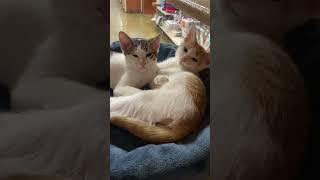 Look at these kittens!! #adoptme #cute #animals #cute #animals #omg #shorts
