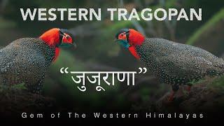 Western Tragopan (जुजूराना) - A Gem of Western हिमालया