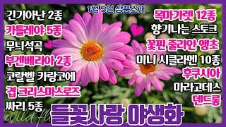 #긴기아난#무늬석곡#카틀레야#향기나는스토크 #부겐베리아 #목마가렛 #싸리#방울기리시마#후쿠시아#덴드롱#줄리안앵초#마라고데스#코랄벨카랑코에#수입시클라멘#미니시클라멘