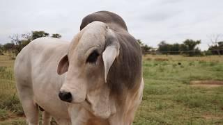 Molopo Manso Brahman Auction