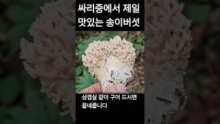 싸리버섯중에 제일 맛있는 버섯은 송이싸리버섯 최고 고급형 싸리