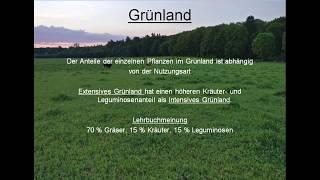 Grünland Teil 1