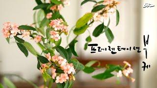 플라워레슨 632 프레젠테이션  디자인 꽃다발 Flower lesson 632 Front Facing bouquet