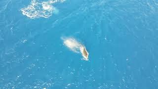 Whales day 1 in Maui 2022