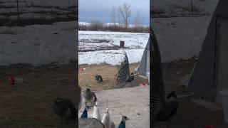 I’m a peacock captain you gotta let me fly!