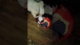 gau seva param seva... #salonibishnoi #gaumata #gauseva #trending #viral #short #shortvideo