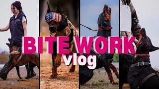 DOBERMAN & MALINOIS BITE WORK TRAINING VLOG