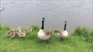 Mom And Dad Goose Attack Me As I Film, To Protect There Young Cute Baby Geese