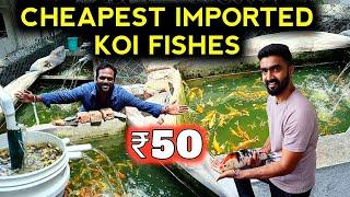 ₹50முதல் Imported Home breed Koi Fish Pond |  Longest Pond Inside a House | Oh my Fish Vandhian