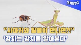 강자는 강자를 알아본다~ 사마귀와 말벌 #사마귀#말벌#곤충싸움