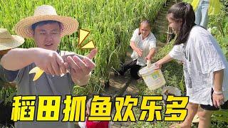 Catch fish in the paddy field