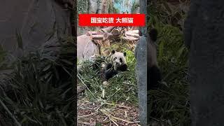 国宝吃货大熊猫沉浸在竹子丛中。享受美食！