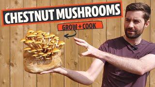 Chestnut Mushrooms Grow and Cook! (Pholiota adiposa)