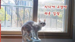 시니어고양이 마루 짧은일상