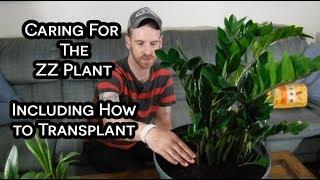 Transplanting and Caring for The ZZ Plant