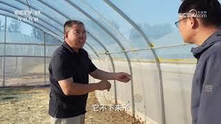 《共富经》 20240604 金点子 富农家 大棚底下捉飞虫|农业致富经 Agriculture And Farming