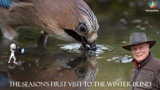 WILDLIFE PHOTOGRAPHY  --  Bird photography  -  The season's first visit to the winter hide. October.