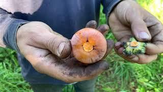 Black Creek Farm - Full Tour