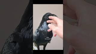 they show me how by communicating their needs. #crow