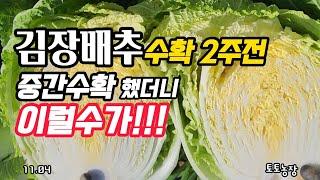 김장배추 김장 2주전 중간수확 했더니 이럴수가 #김장배추 #김장배추재배 #유기농