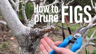Learn how to prune a Fig in NZ