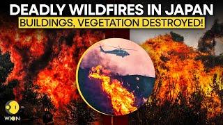 Japan Wildfire LIVE: Wildfires Rage Through Japan’s Ofunato Causing Massive Destruction | WION LIVE