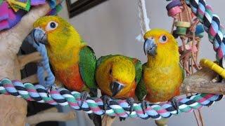 12 week old baby Jenday Conures