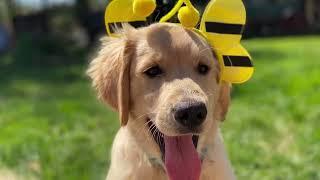 Legendary Acres Hobby Farm: Emme is the cutest golden retriever puppy in a bumble bee costume!